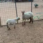 متابيع.