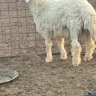 خروف حري