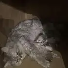 قطه للتبني لمدة 10 ايام معها اطفال 3 بمستلزماتها