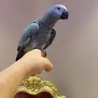 كاسكو