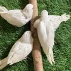 فروخ كويكر البينو