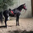 للبيع حصان ادهم كفو