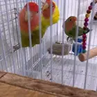 زوج روز انتاج