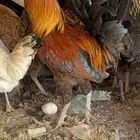 دجاج بياض بلدي اصيل