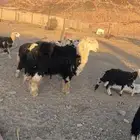 خروف نجدي صنف