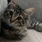 قطط كاتز كيدز للتبني