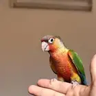 ثنين كنيورات هدد داخلي و خارجي نشبه