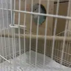 روز اليف