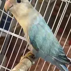 للبيع انثى روز الي توقف عليه سومه نصيبه