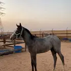 مهره انقليزيه للبيع