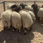 طليان للبيع