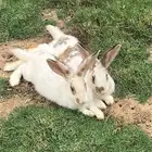 جوز ارانب بلدي