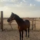 فرس شعبيه