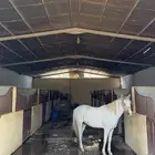 حصان عربي قفز