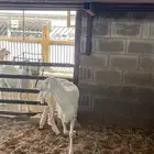 رخل مقنوي