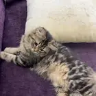 تبني قطه