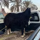 طلي فحل نجدي