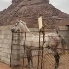 حصان