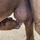 خلفه ساحليه مشروطه