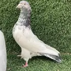 حمام باكستاني