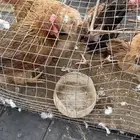 دجاج مشكل للبيع اثنين براهما وخمسه كوشن واربع دجاج فرنسي