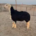 مشروع فحل نجدى صنف الموقع املج