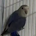 طير روز للبيع