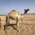 جذعه للبيع لحم