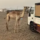 للبيع بكره
