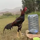 للبيع ديك سندي فاخر