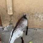 تيس للبيع لأعلى سومه