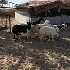 غنم ظان كفو