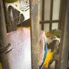 بغبغاء
