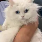 قطه ضايعه الي يحصلها يتواصل معي