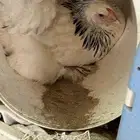 براهما منتج للبيع