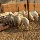 20 طليان ورخال حريه المظيلف دوقه