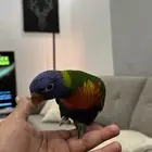 لوري اليف ولعوب