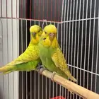 للبيع زوج بادجي (( تم البيع ))