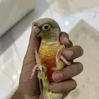 كنيور الليف هدد و متكلم