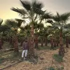 نخل واشنطني بجميع المقاسات