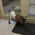 عنز قزميه