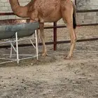 قعود مفرود
