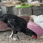دجاج باكستاني