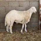 خروف فحل حري