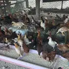 فروخ بلدي عمر شهرين