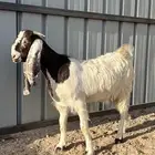جفار مطوره خصم