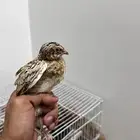 سمان فري
