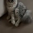 قط للبيع
