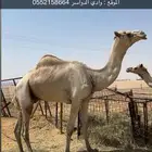 للبيع بعير سابق ومنتج