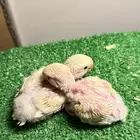 عرض لكم فروخ روز اينو ألوان وحجم ماشاءالله تم تأجيل البيع